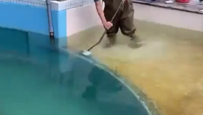 Чеши меня полностью