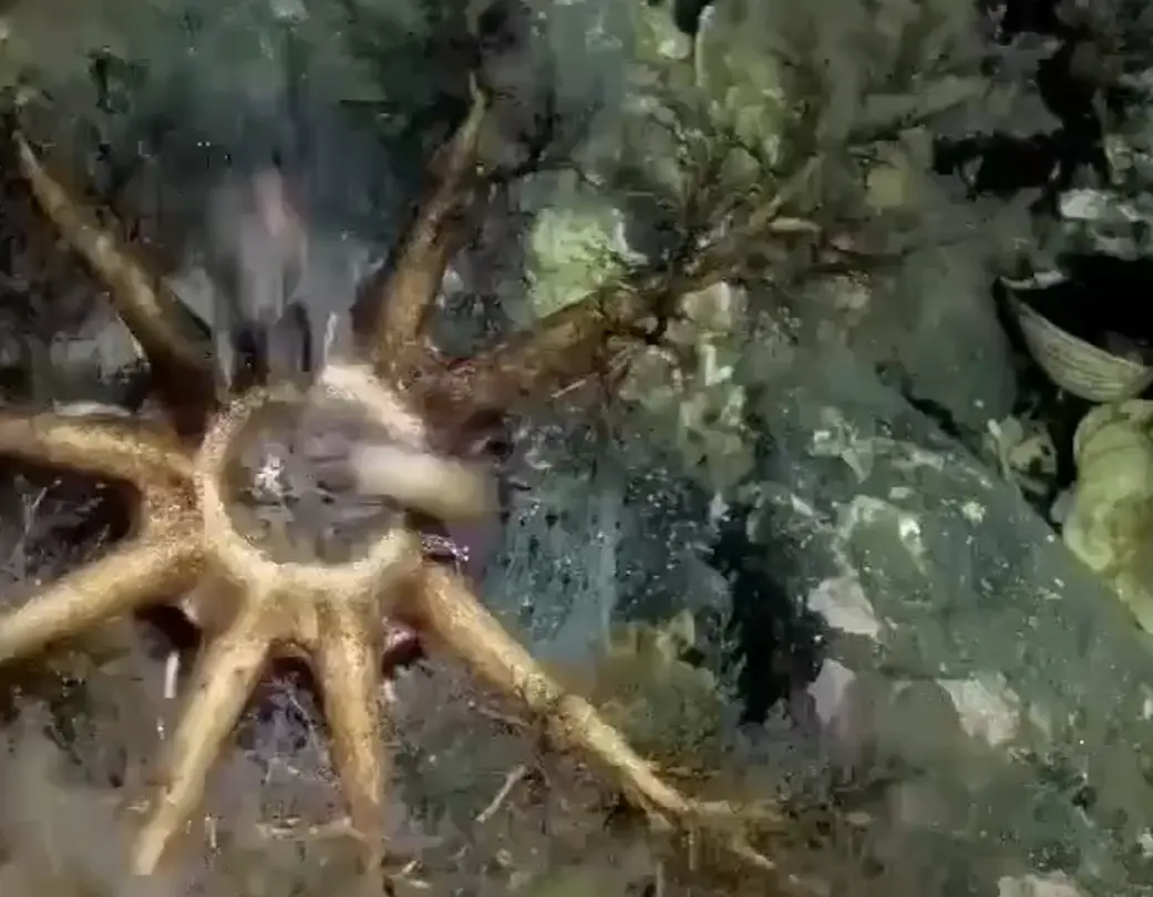 Так питаются морские огурцы...⁠⁠