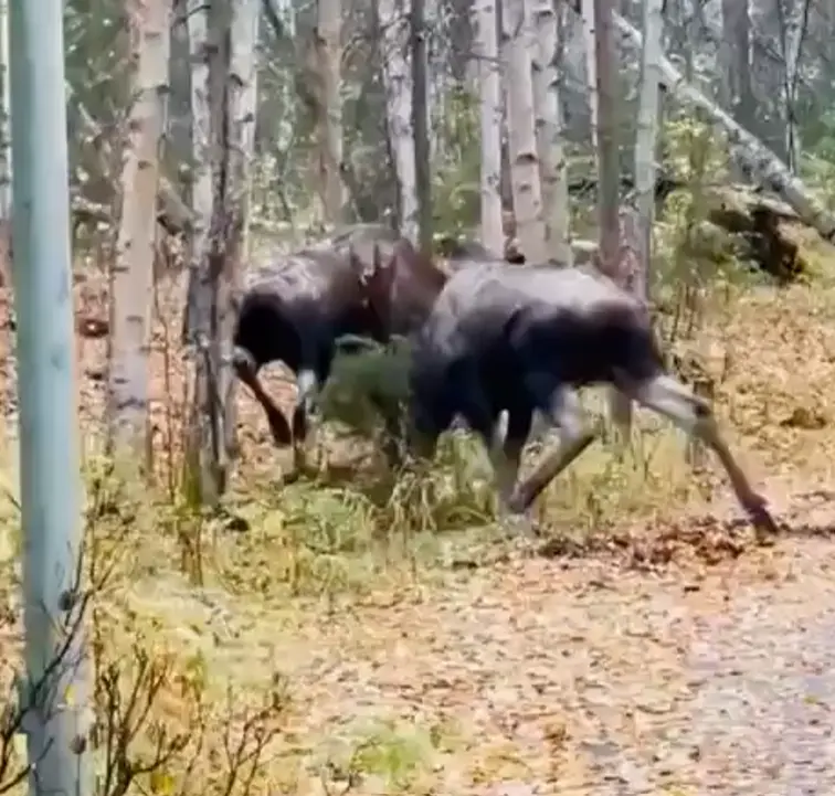 Схватка за территорию!⁠⁠