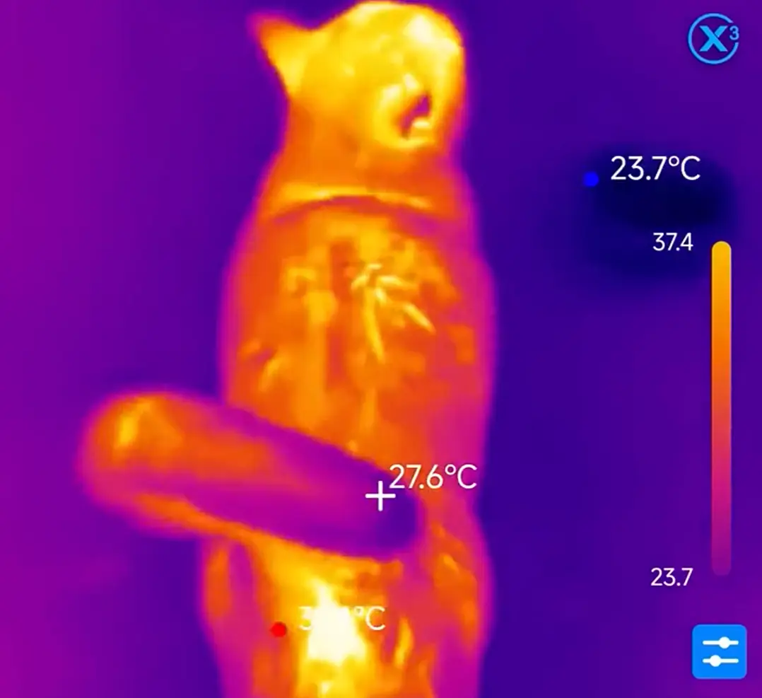Котейка через тепловизор