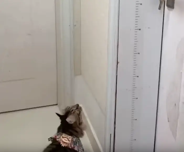 Кот-паркурщик⁠⁠