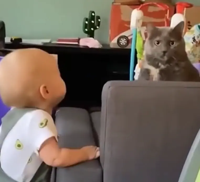 Кошки и дети
