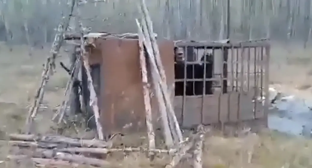 Медведь людоед попал в ловушку