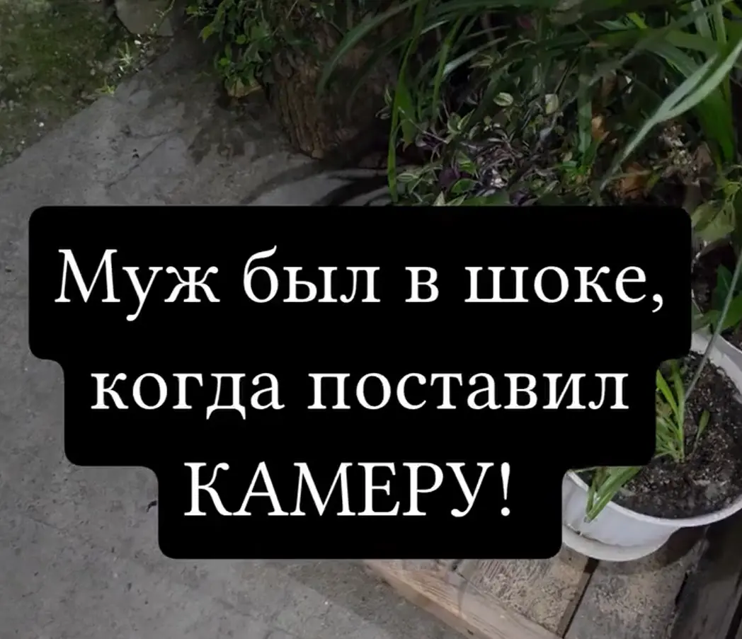 Паук приспособленец⁠⁠