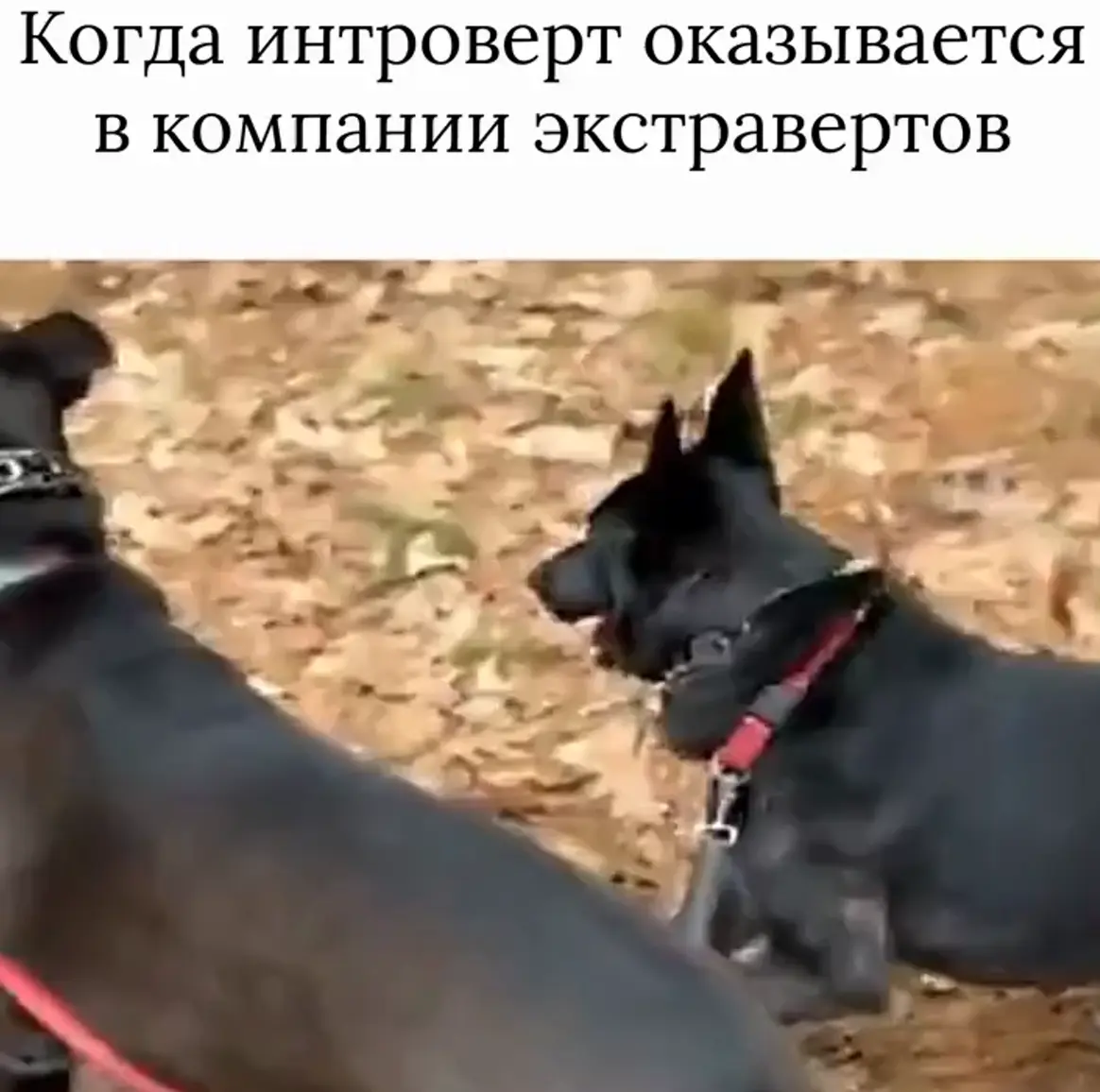 Да какой гулять!?⁠⁠