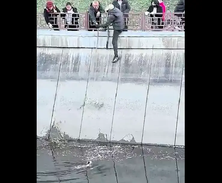 Спасение котейки