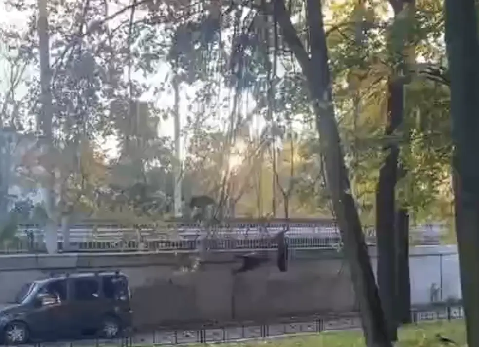 В городе осень, с деревьев начали опадать вороны⁠⁠