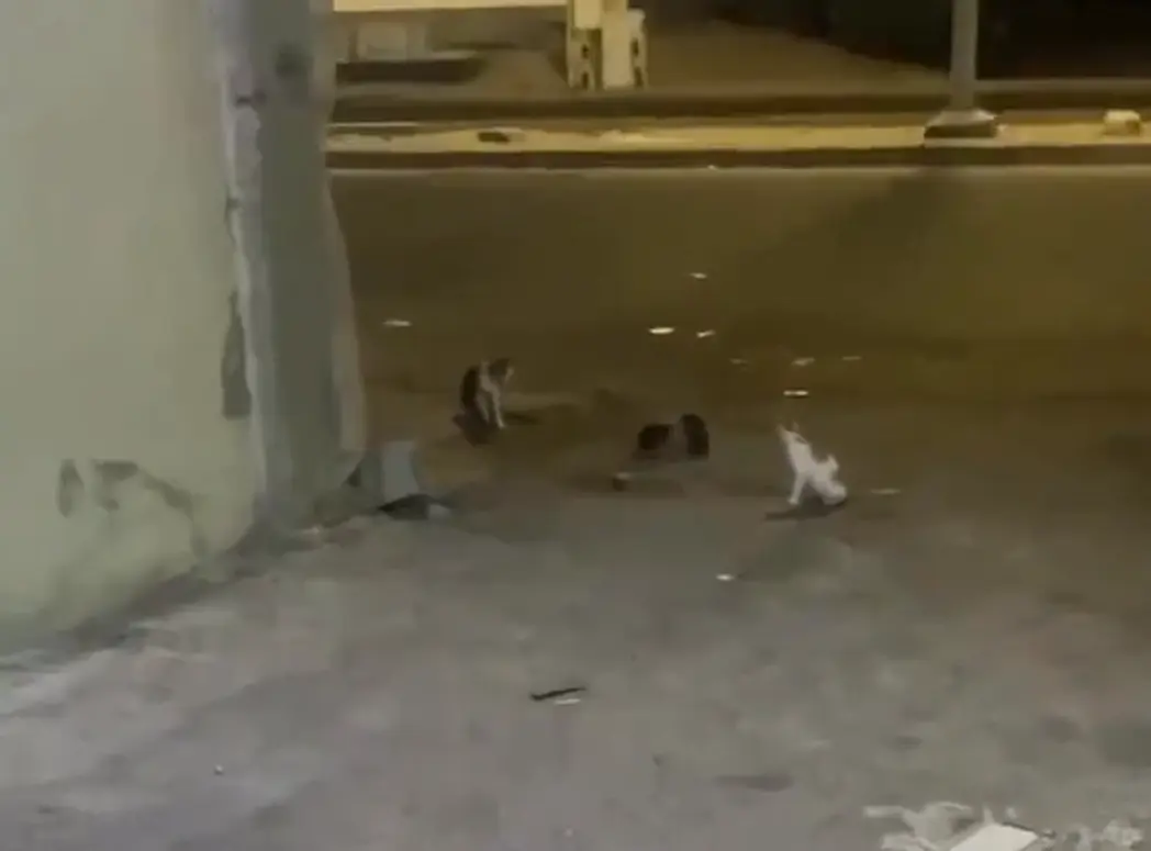 Бойцовский клуб