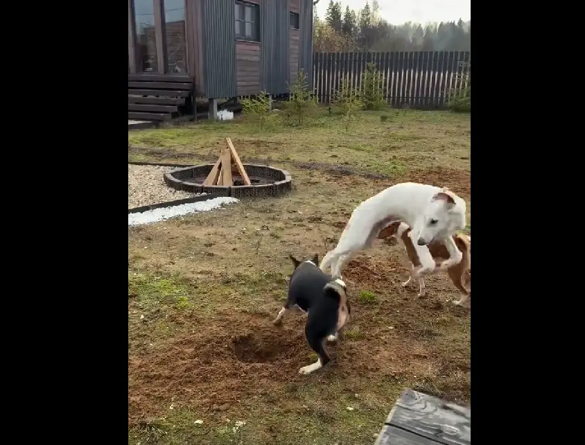 Три друга