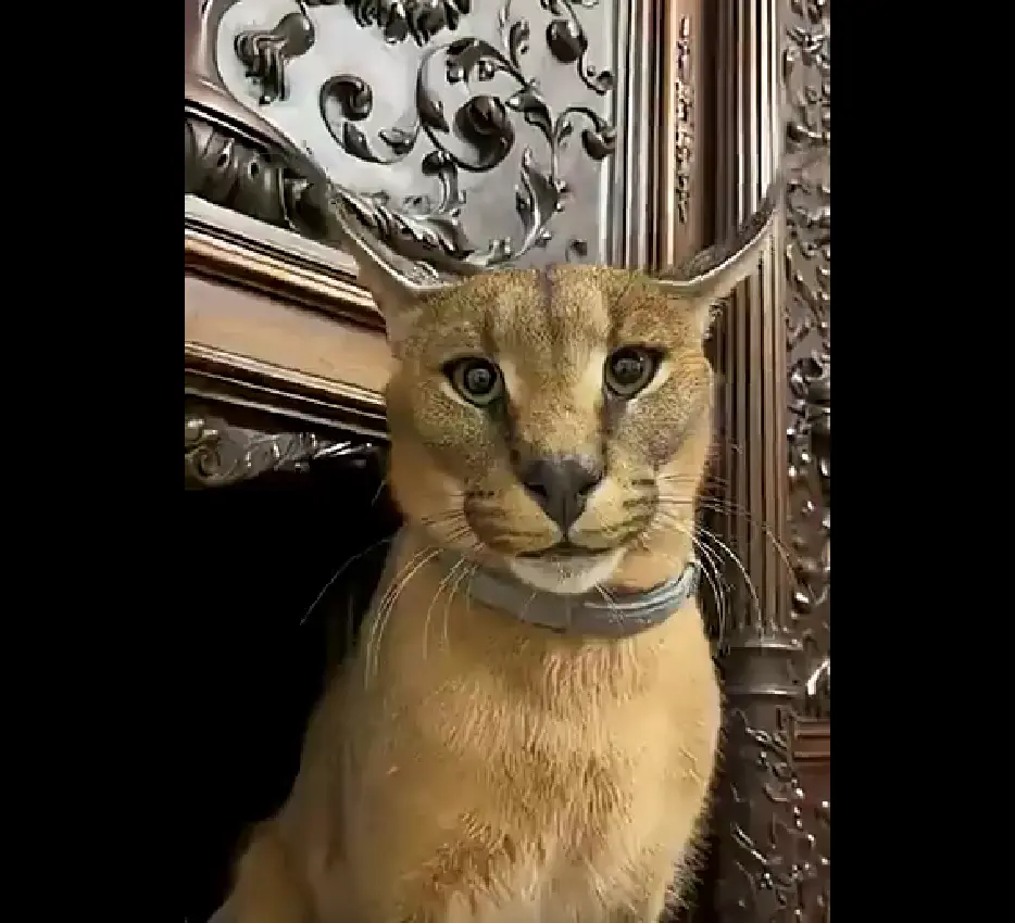 Каракал