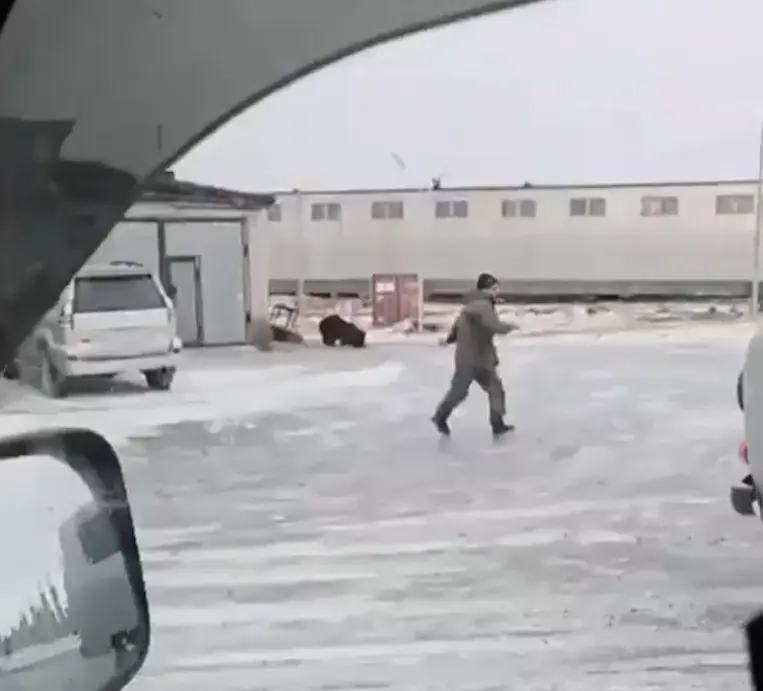 Ликвидация медведя в Тикси⁠⁠