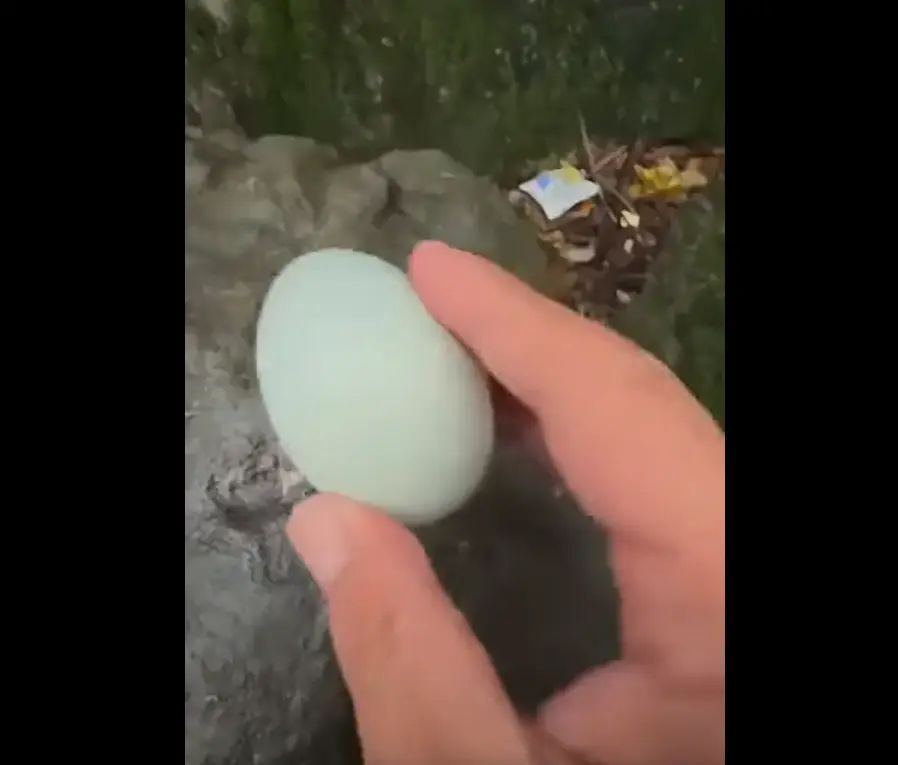 Обезьяна нюхает столетнее яйцо