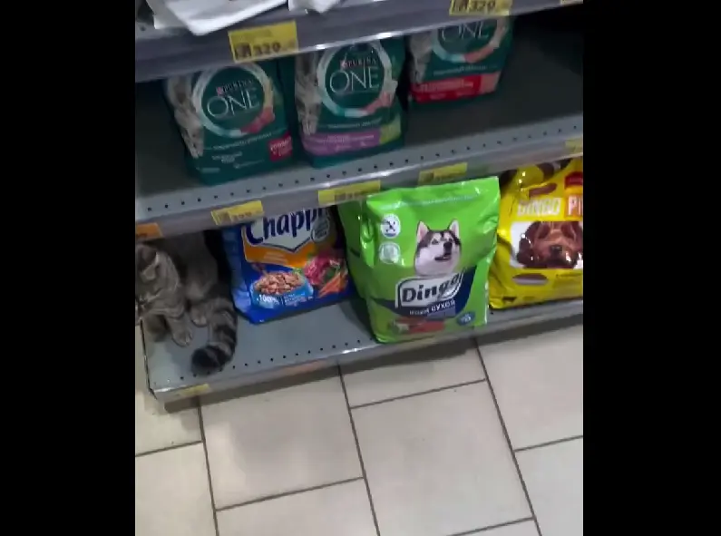 Котов по 154 руб./штука завезли в московские супермаркеты⁠⁠