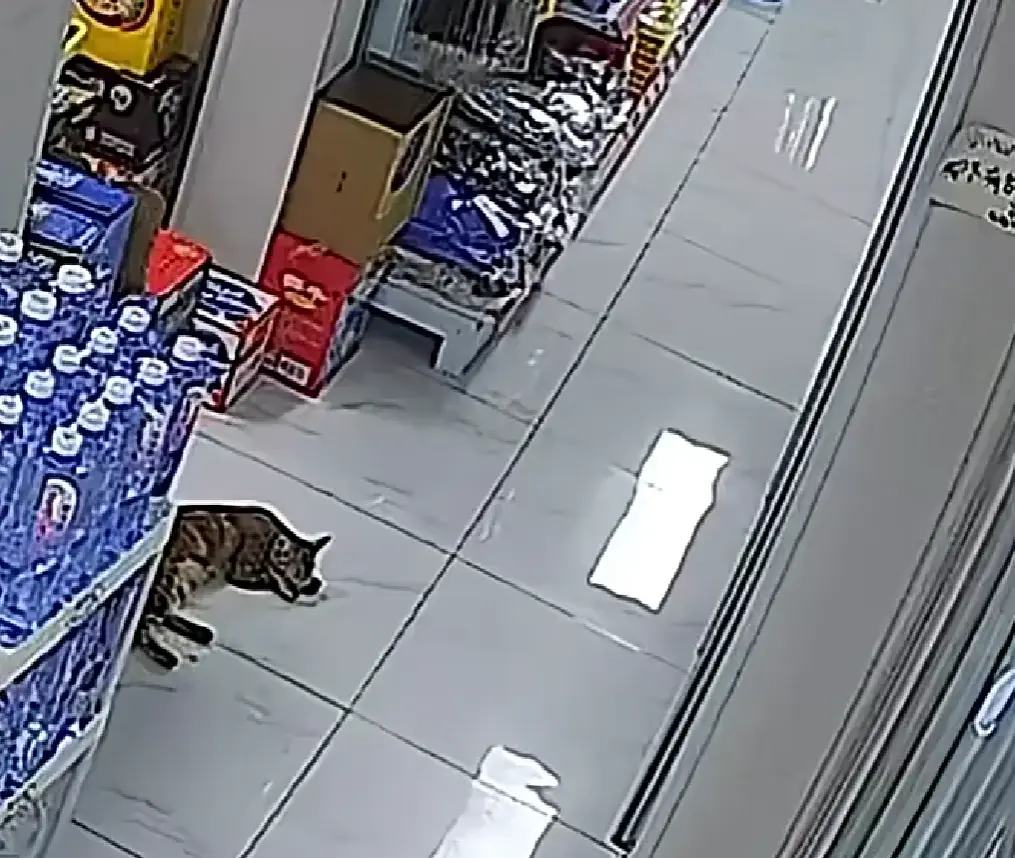 Хозяйка, не бойся!