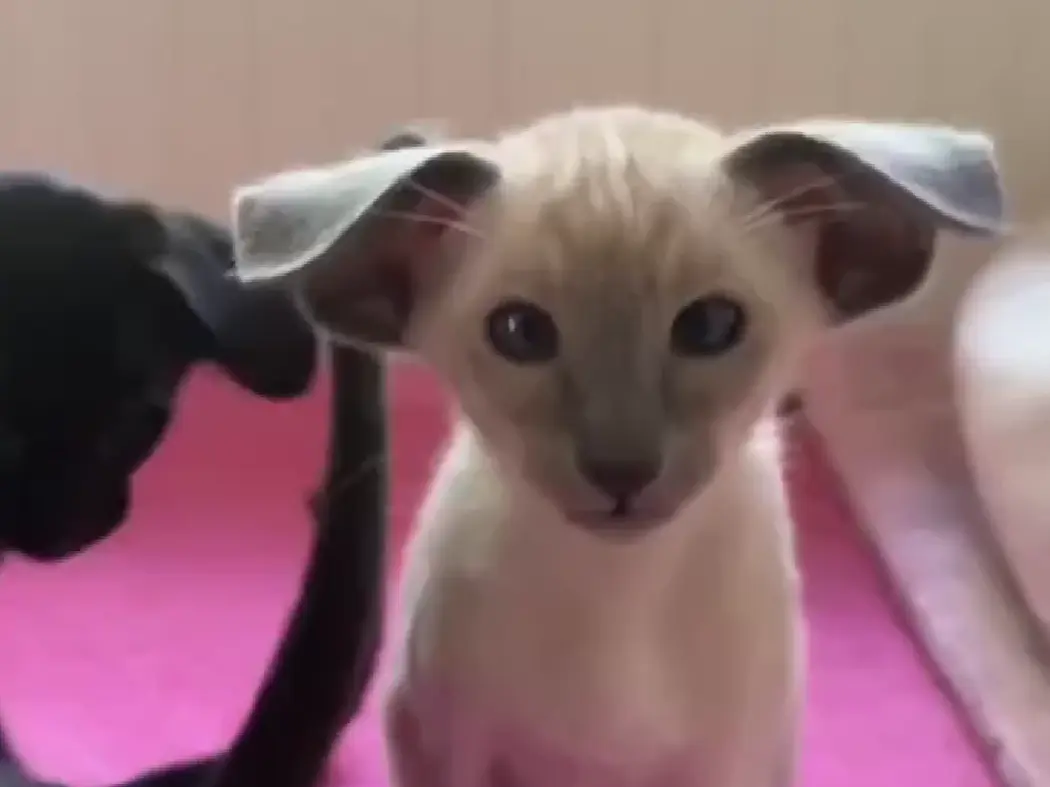 Котята ориентальной породы иногда выглядят вислоухими — их ушные хрящи ещё не успевают полностью сформироваться⁠⁠