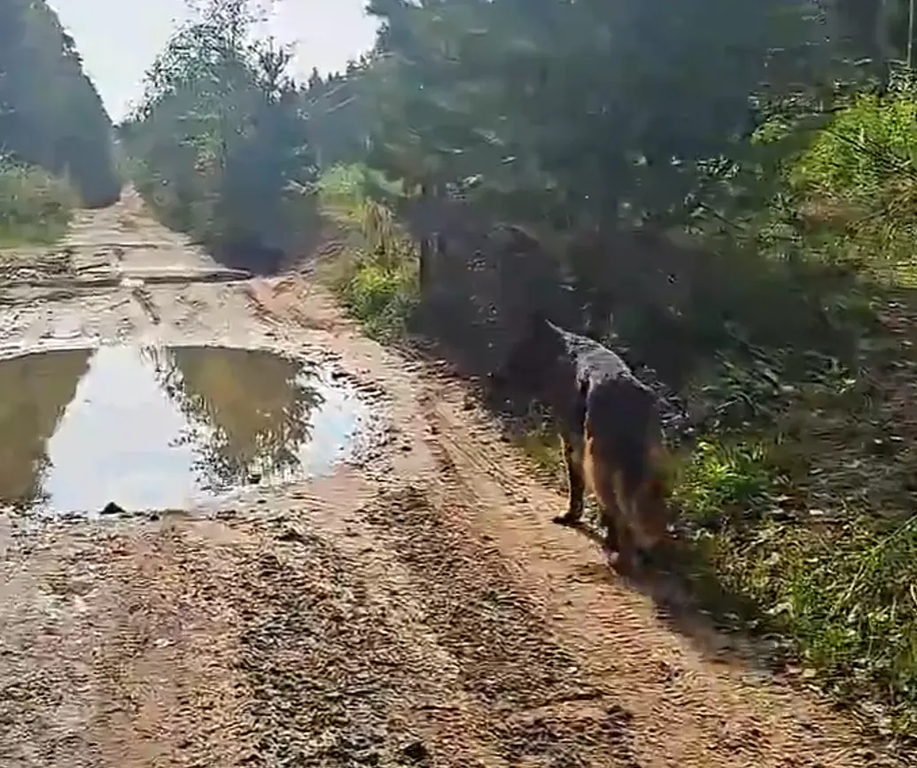Спрашивает